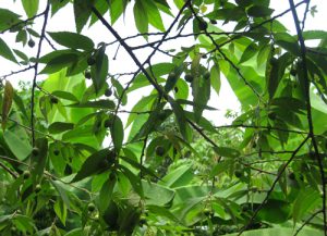 Cấm trồng cây trứng cá trên đường phố Sài Gòn 6 Cấm trồng cây trứng cá trên đường phố Sài Gòn 5